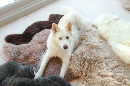 Natural NZ Sheepskin Rugs